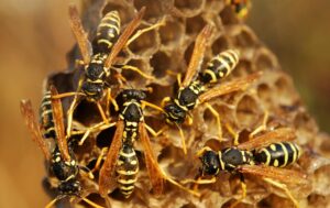Wasp Removal & Control Service Ringwood