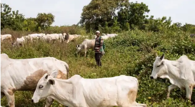 COSEYL: Igbo Youth Organisation Demand Arrest of Fulani Herdsmen, Lament Farms Destructions - ioiNEWS.org