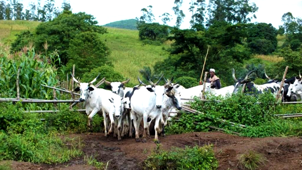 Kogi State: Tensions Escalate with Fatalities amid Farmers, Fulani Herdsmen Dispute - ioiNEWS.org