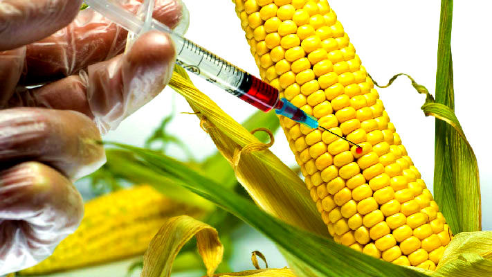 GMO: Genome Editing Roll out on Nigerian Agriculture by NABDA - ioiNEWS.org