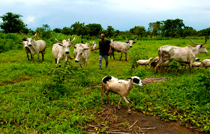 SYSTEMIC GENOCIDE: We have Abandoned Farming Because of Fulani Herdsmen- Rivers Farmers cry out - ioiNEWS.org