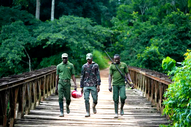 A Nigerian forest and its animals are under threat. Poachers have become rangers to protect both - ioiNEWS.org