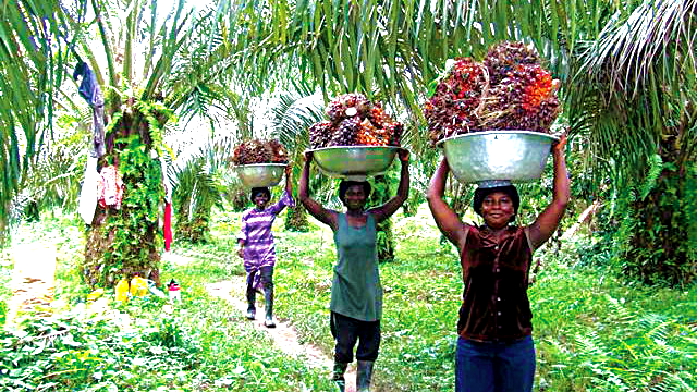 Green Growth Revolution: Solidaridad Advocates for Sustainable Oil Palm Farming in Akwa Ibom and Cross River - ioiNEWS.org