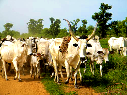 Delta State: Fulani Herdsmen Wreak Havoc on Farms, Inflicting N100m in Agricultural Damage - ioiNEWS.org