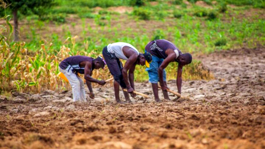 Niger State: Barbaric Bandits Unleash Terror on Helpless Nigerian Farmers as Apathetic Governor Prioritize Arab Agro Investors - ioiNEWS.org