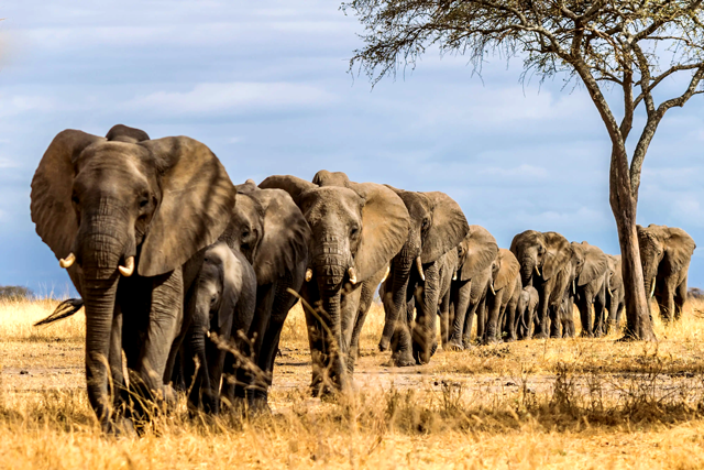 Cross River State: Cameroonian Cartel Member Arrested with N300 Million Elephant Tusks - ioiNEWS.org