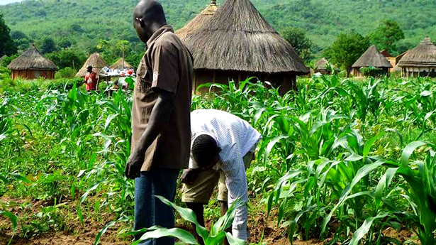 Terrorists Extort Nigeria's North-West Farmers of N140m in Four Years - Reports - ioiNEWS.org