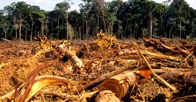 International Day for Forest: Conservationists warn of Consequences of Continued Depletion of Forestation - ioiNEWS.org