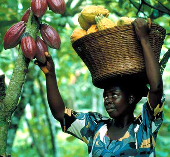 Cross River Monarchs Urge Governor Otu to Prioritize Peace Over Ejecting Cocoa Allottees  - ioiNEWS.org