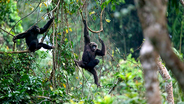 Cross River Wildlife Sanctuary Under Siege from armed Criminal Miners and Loggers - ioiNEWS.org