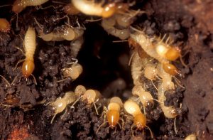 Pest Control Heidelberg West – Termite Control & Inspection